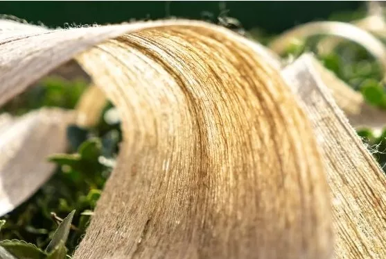 植物纤维